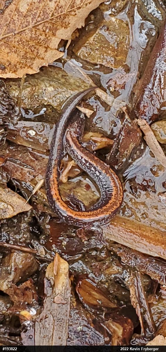 Eastern Red-backed  Salamander