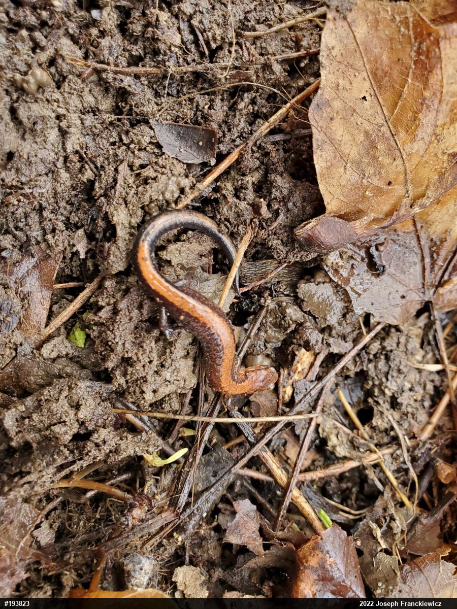 Eastern Red-backed  Salamander