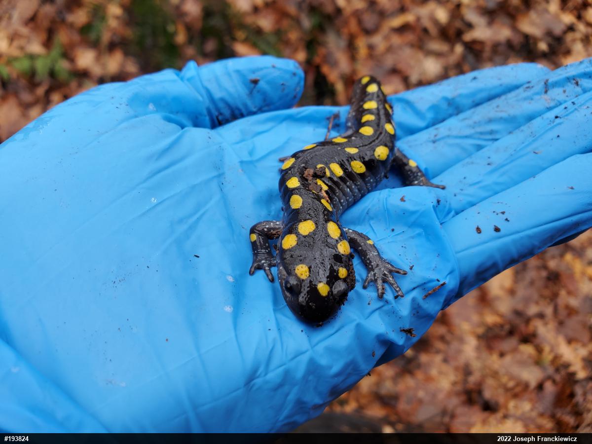 Spotted Salamander