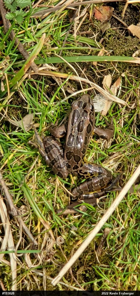 Pickerel Frog