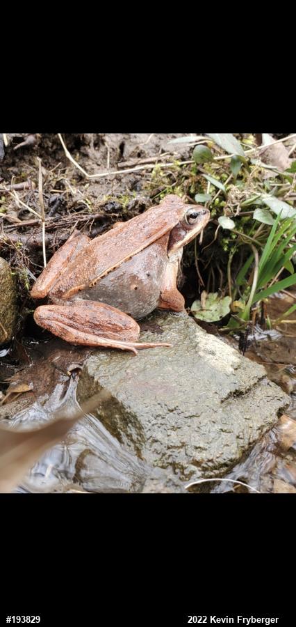 Wood Frog