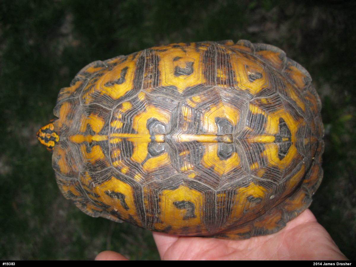 Eastern Box Turtle