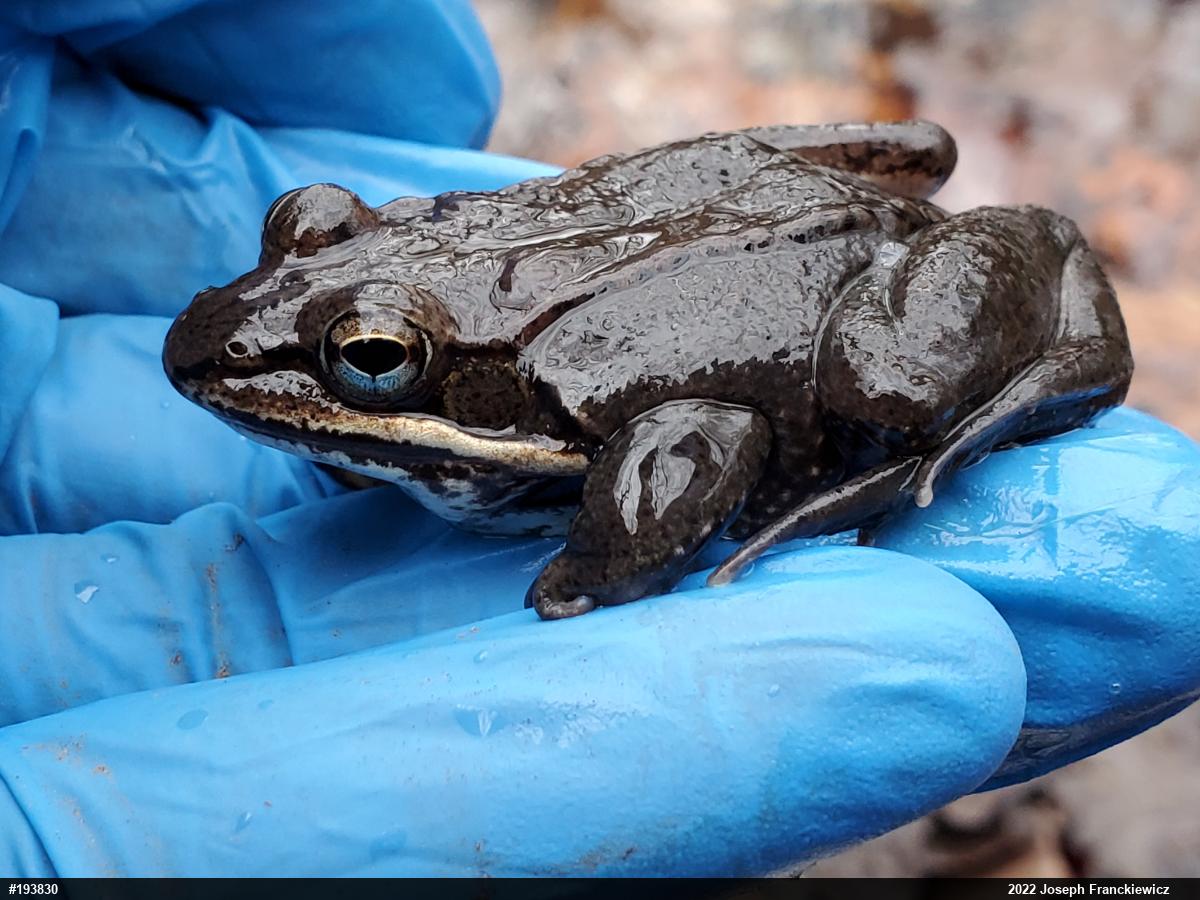 Wood Frog