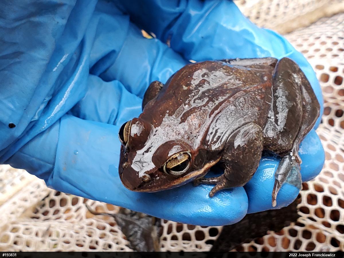 Wood Frog