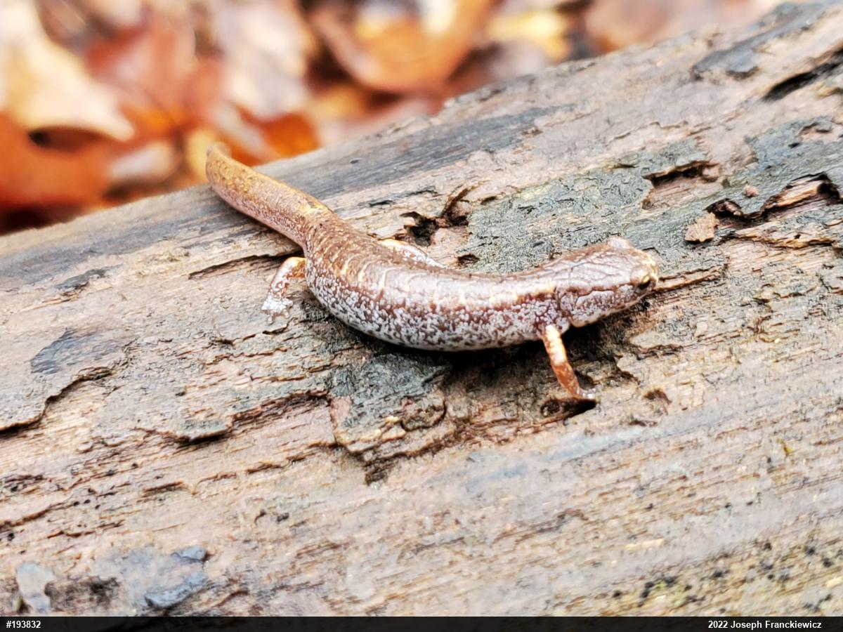 Four-toed Salamander