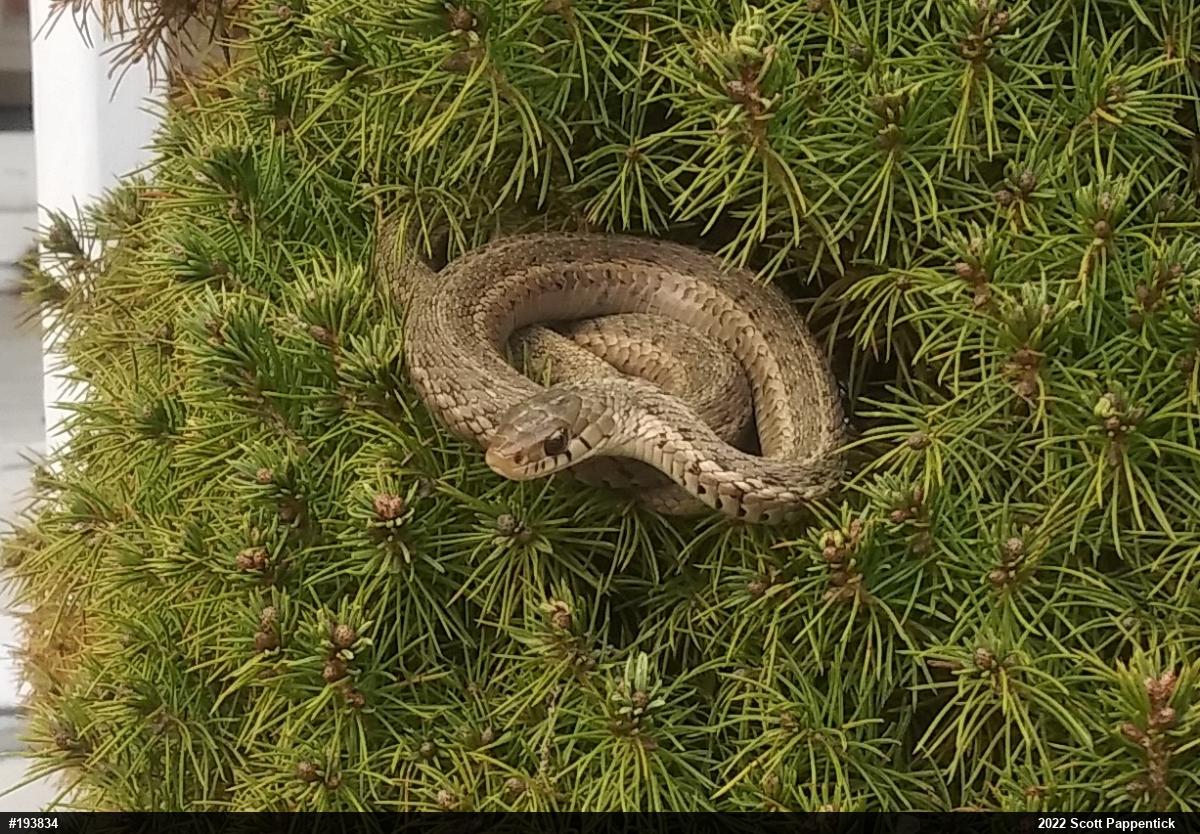Eastern Gartersnake
