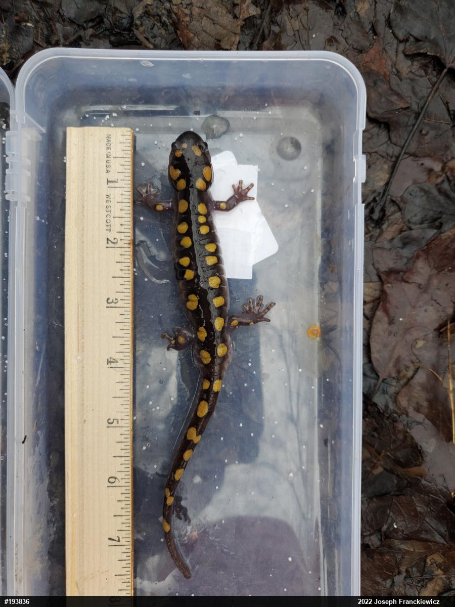 Spotted Salamander