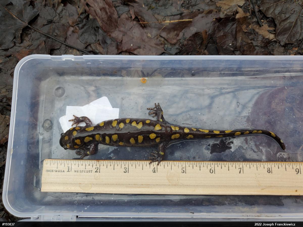 Spotted Salamander