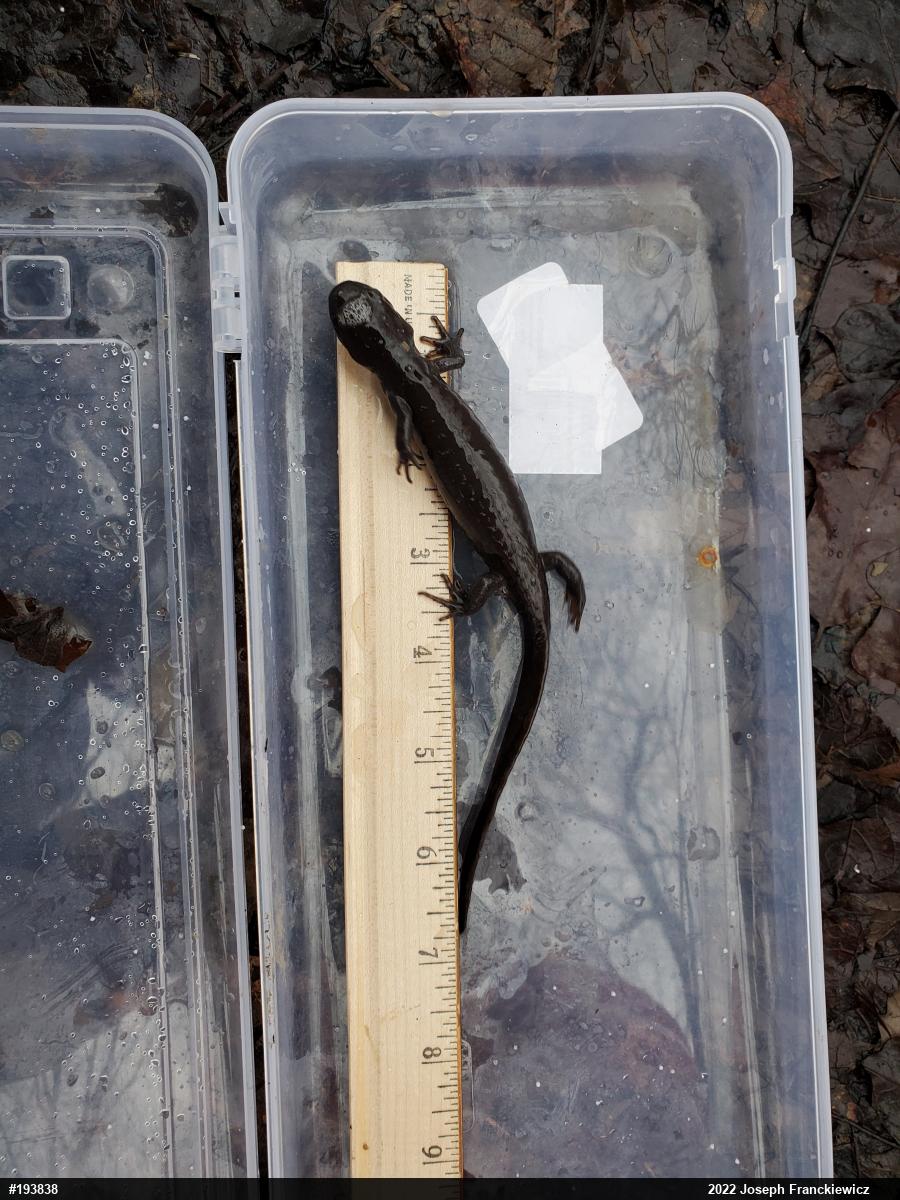 Jefferson Salamander