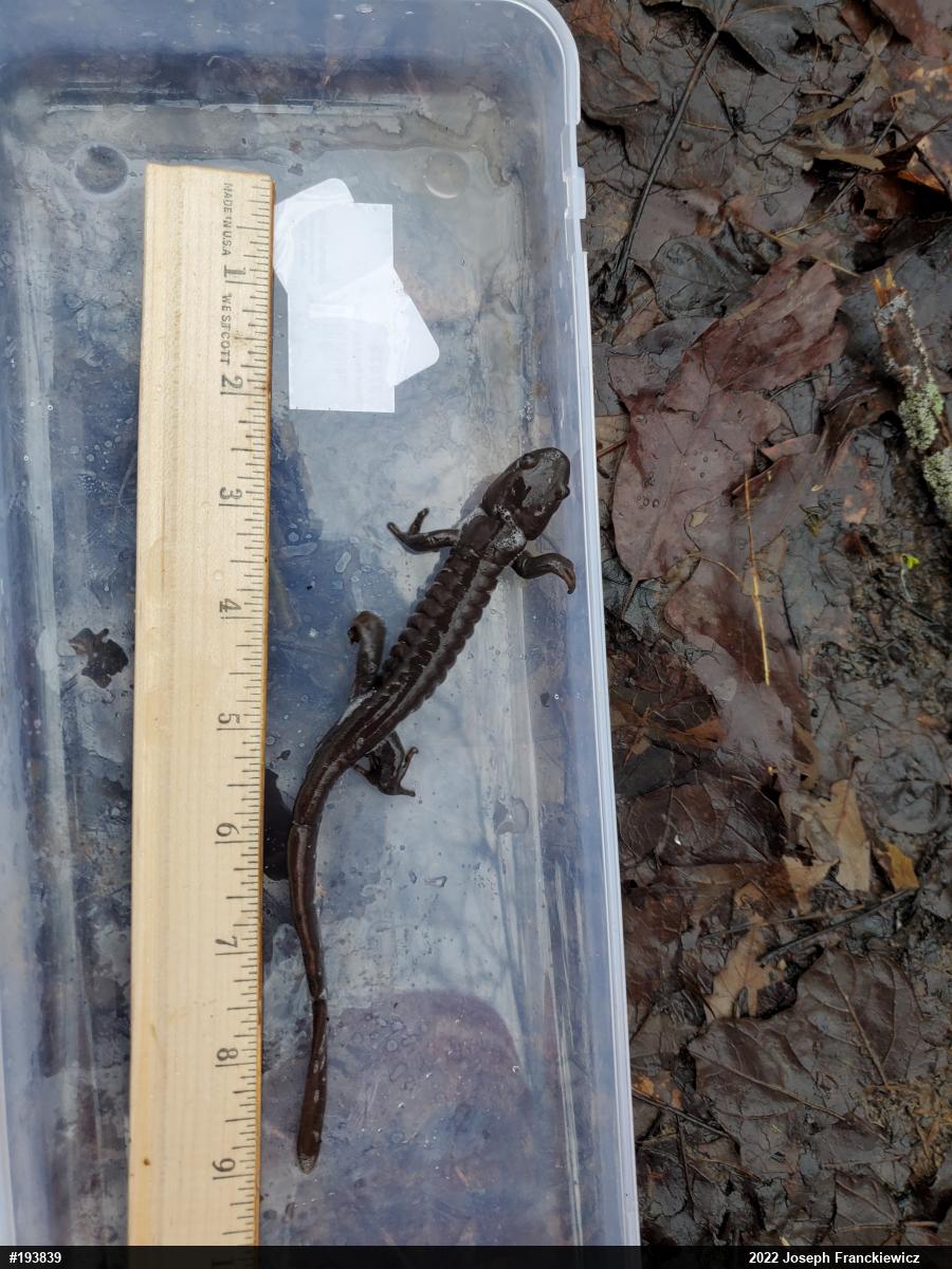 Jefferson Salamander