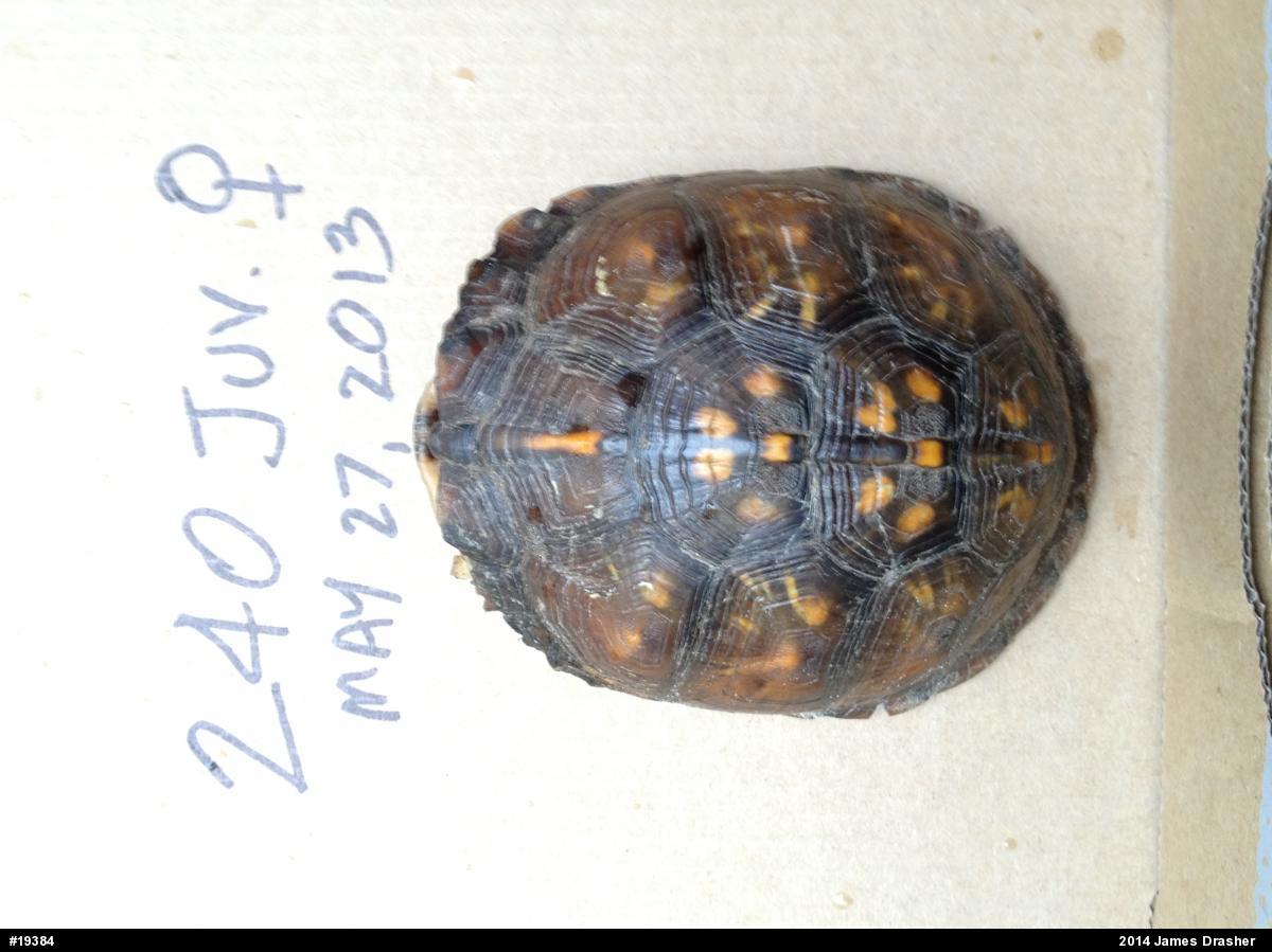 Eastern Box Turtle