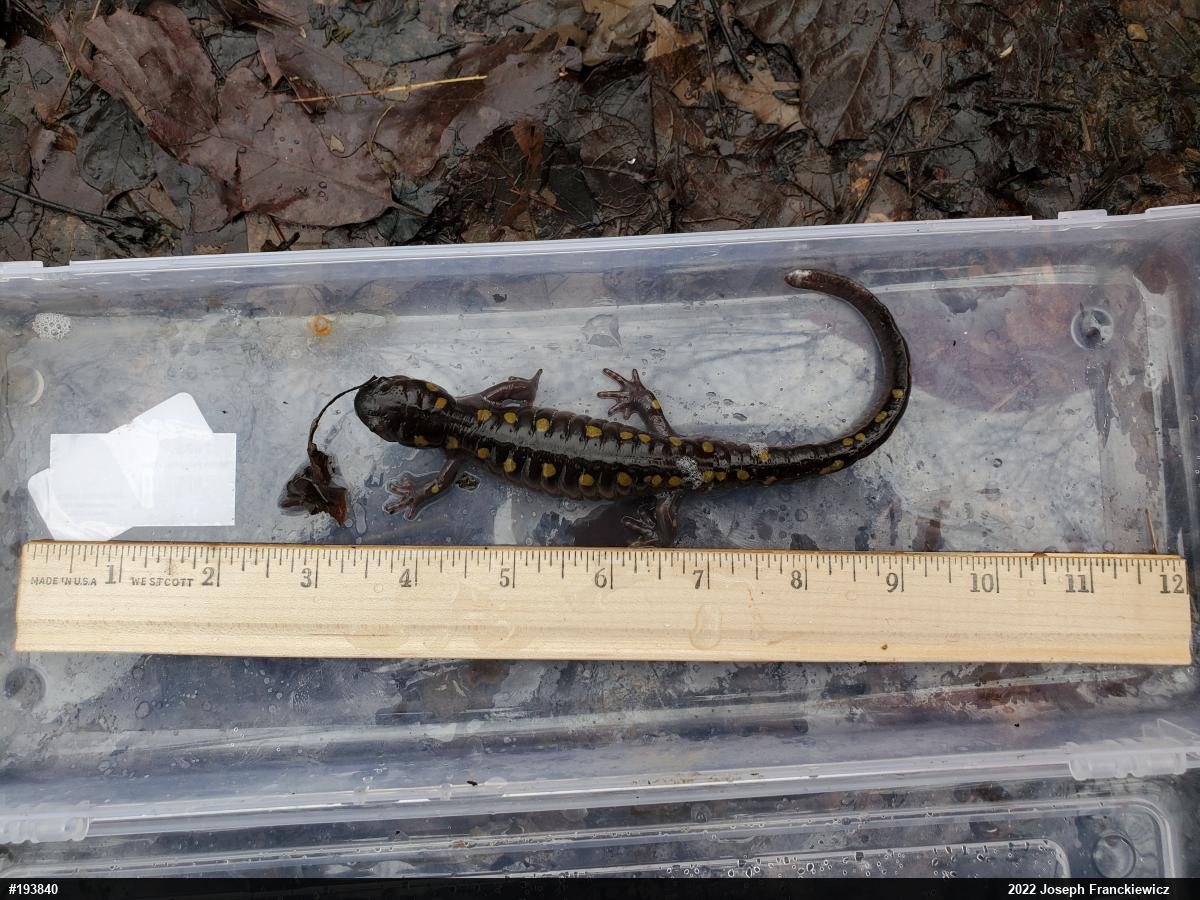 Spotted Salamander