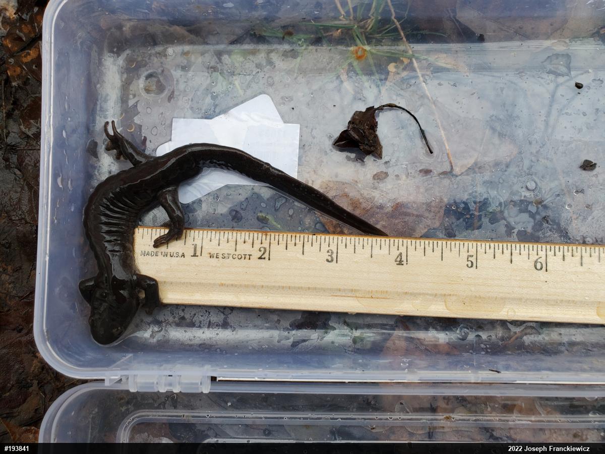 Jefferson Salamander