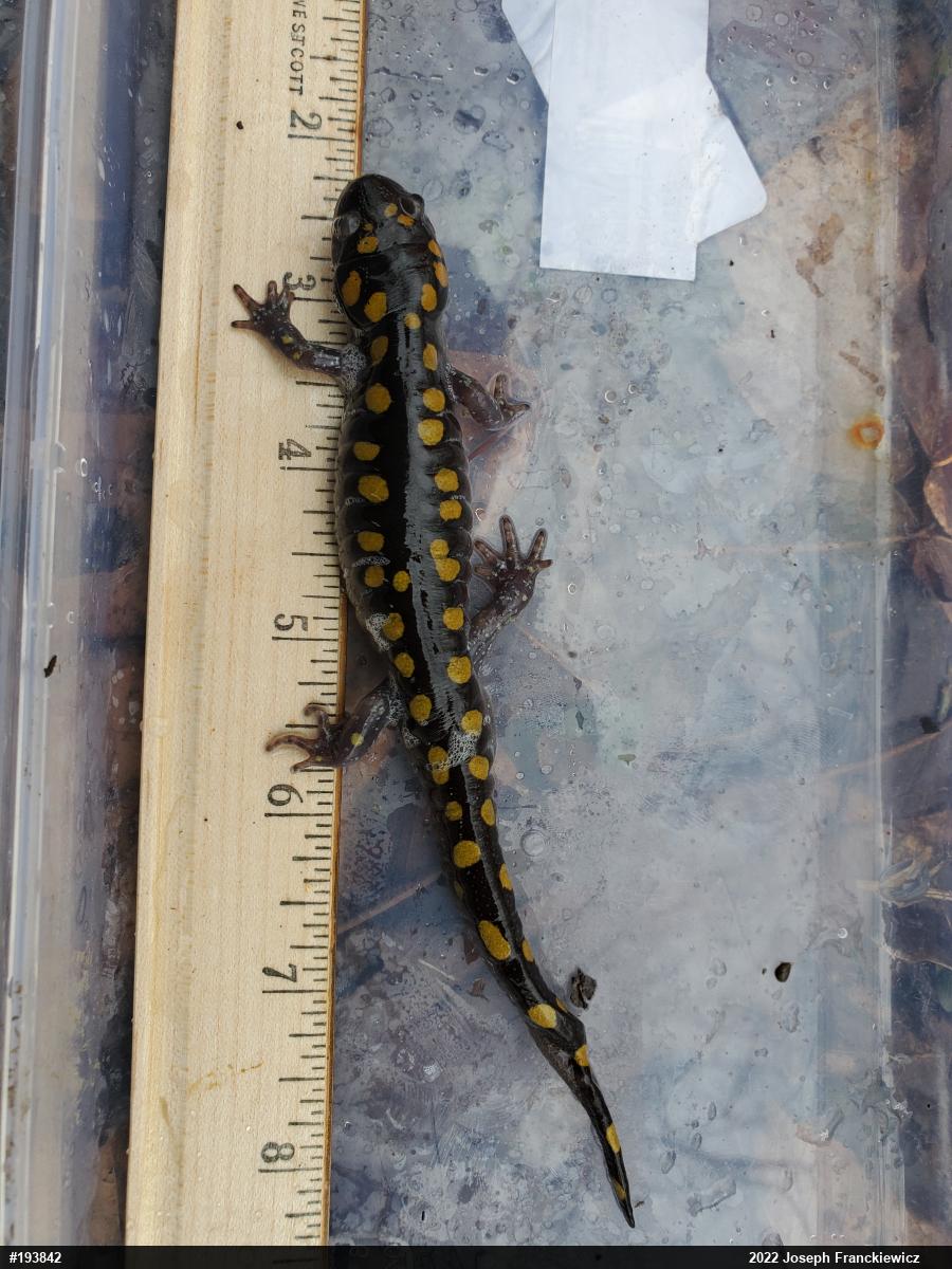 Spotted Salamander