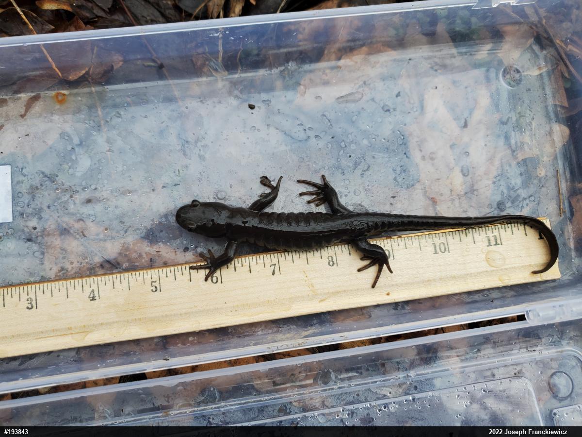 Jefferson Salamander