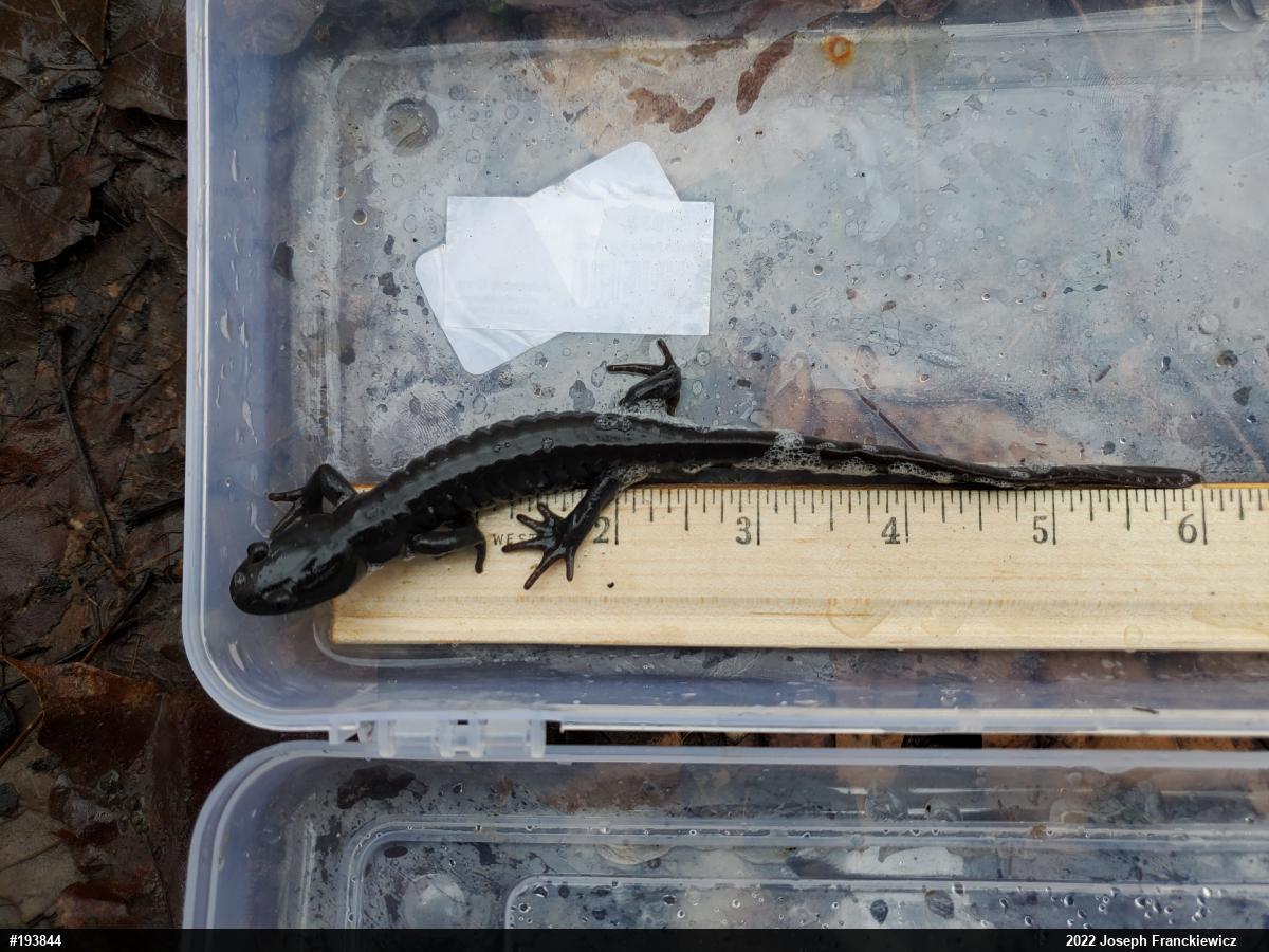 Jefferson Salamander