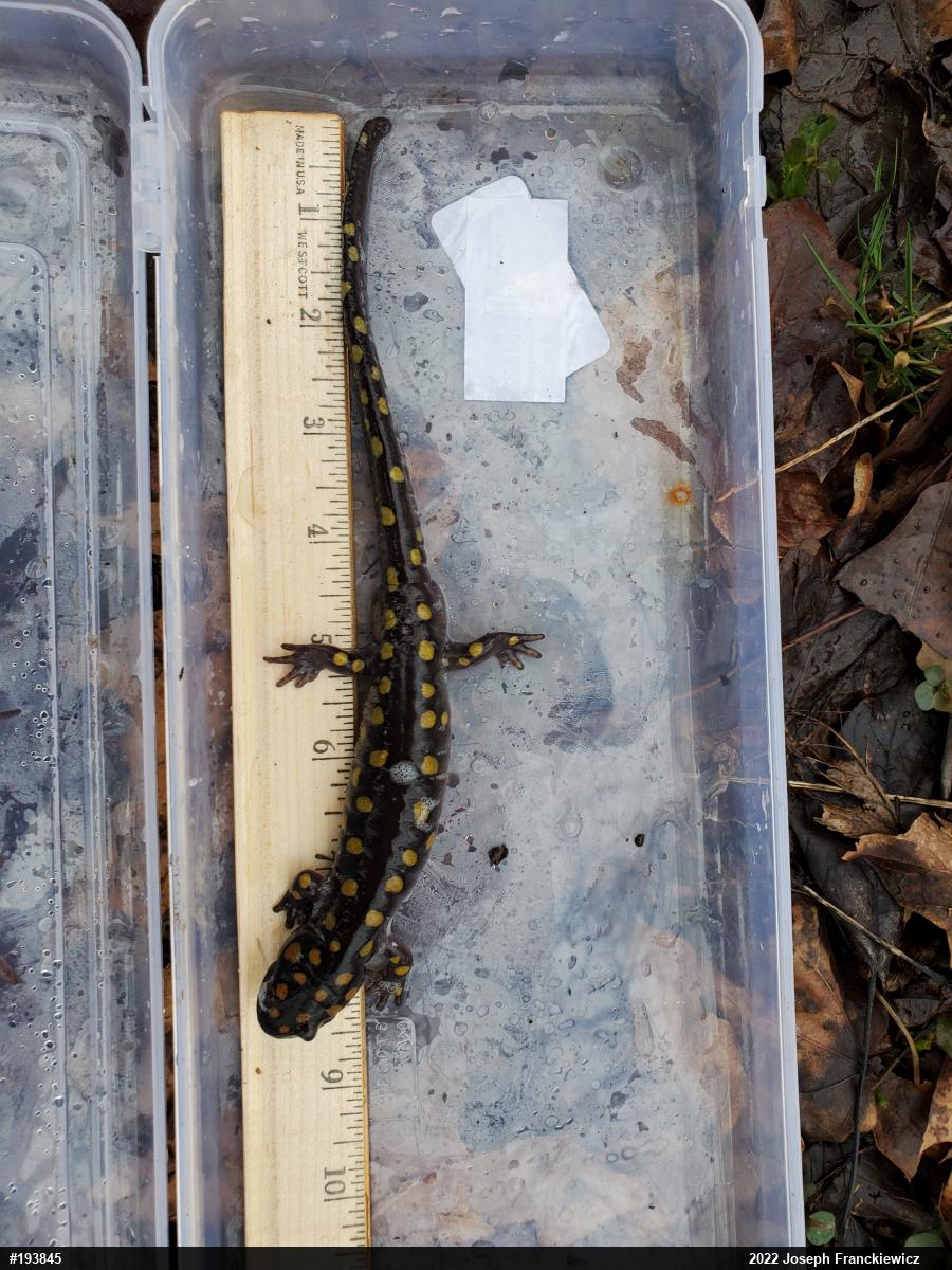 Spotted Salamander