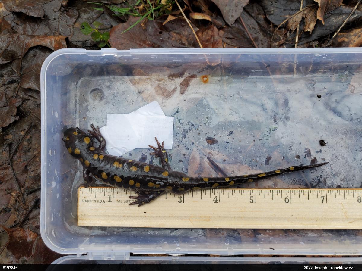 Spotted Salamander
