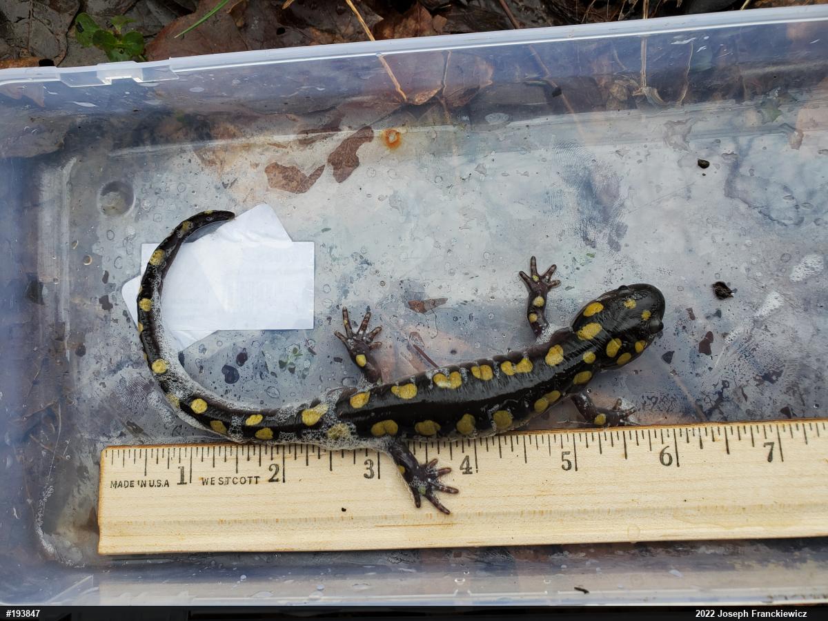 Spotted Salamander