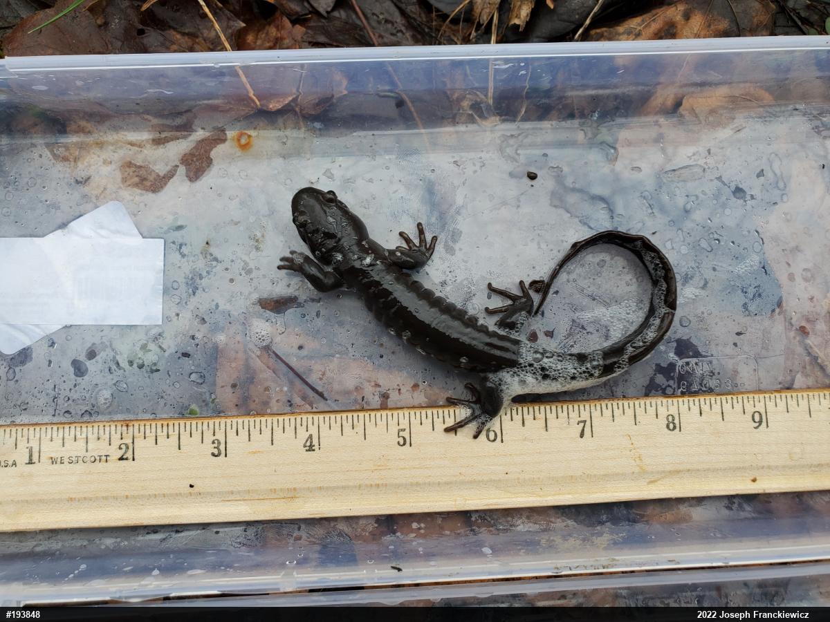 Jefferson Salamander