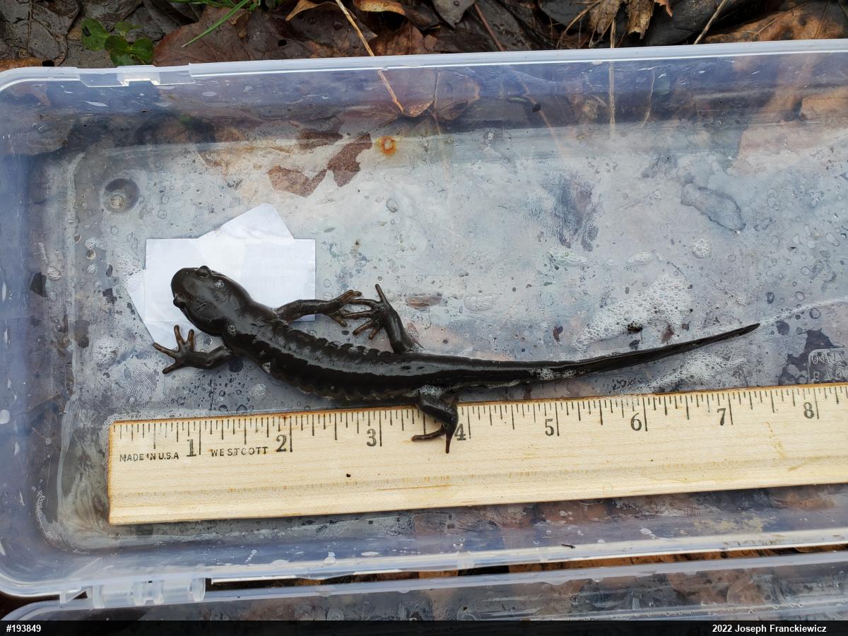 Jefferson Salamander