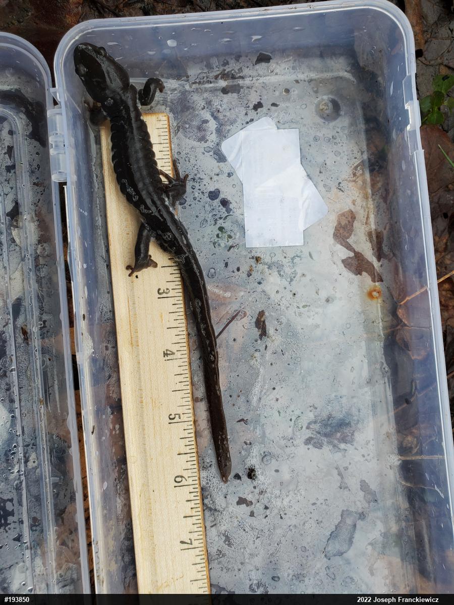 Jefferson Salamander