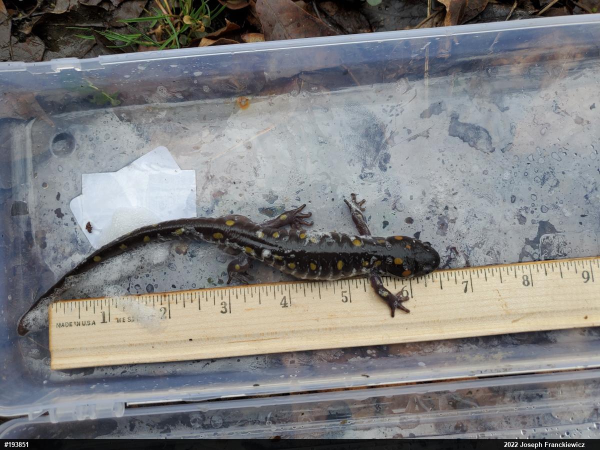 Spotted Salamander