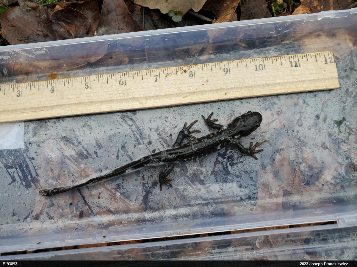 Jefferson Salamander