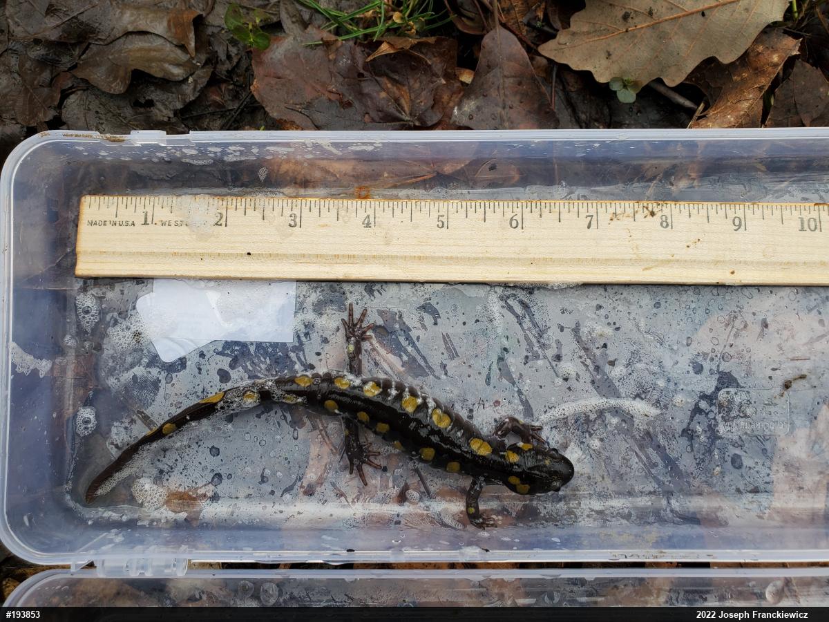 Spotted Salamander