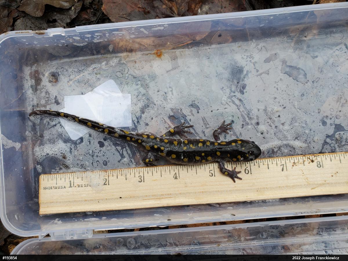 Spotted Salamander