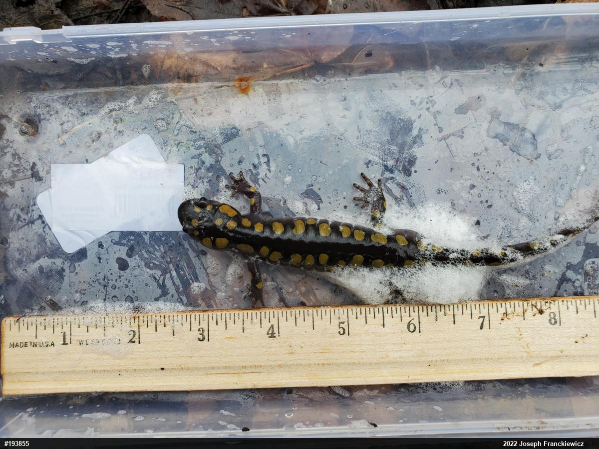 Spotted Salamander