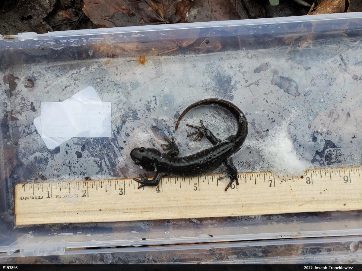 Jefferson Salamander