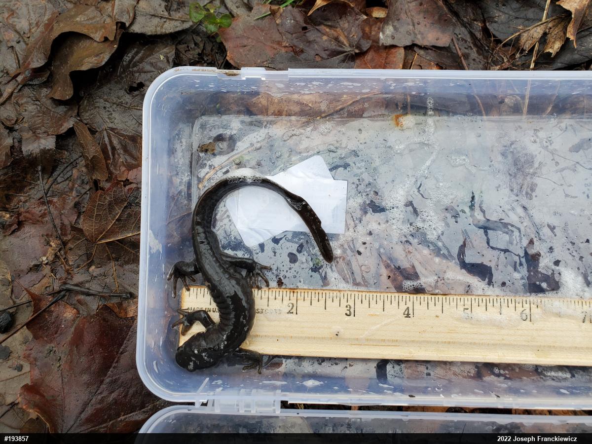 Jefferson Salamander