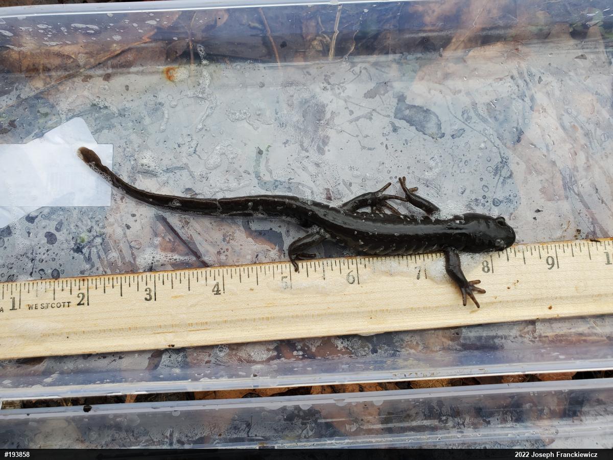 Jefferson Salamander
