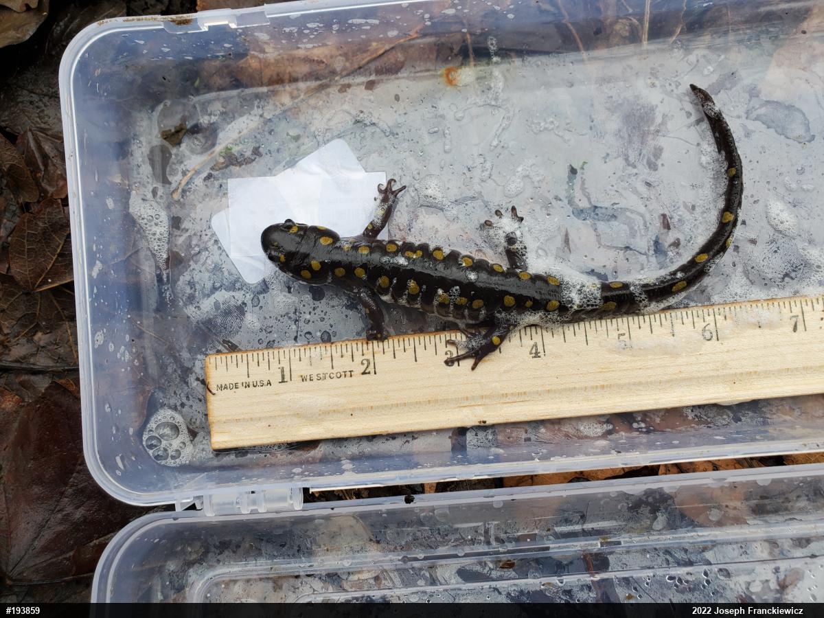 Spotted Salamander