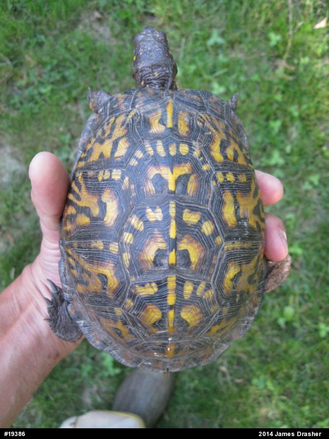 Eastern Box Turtle
