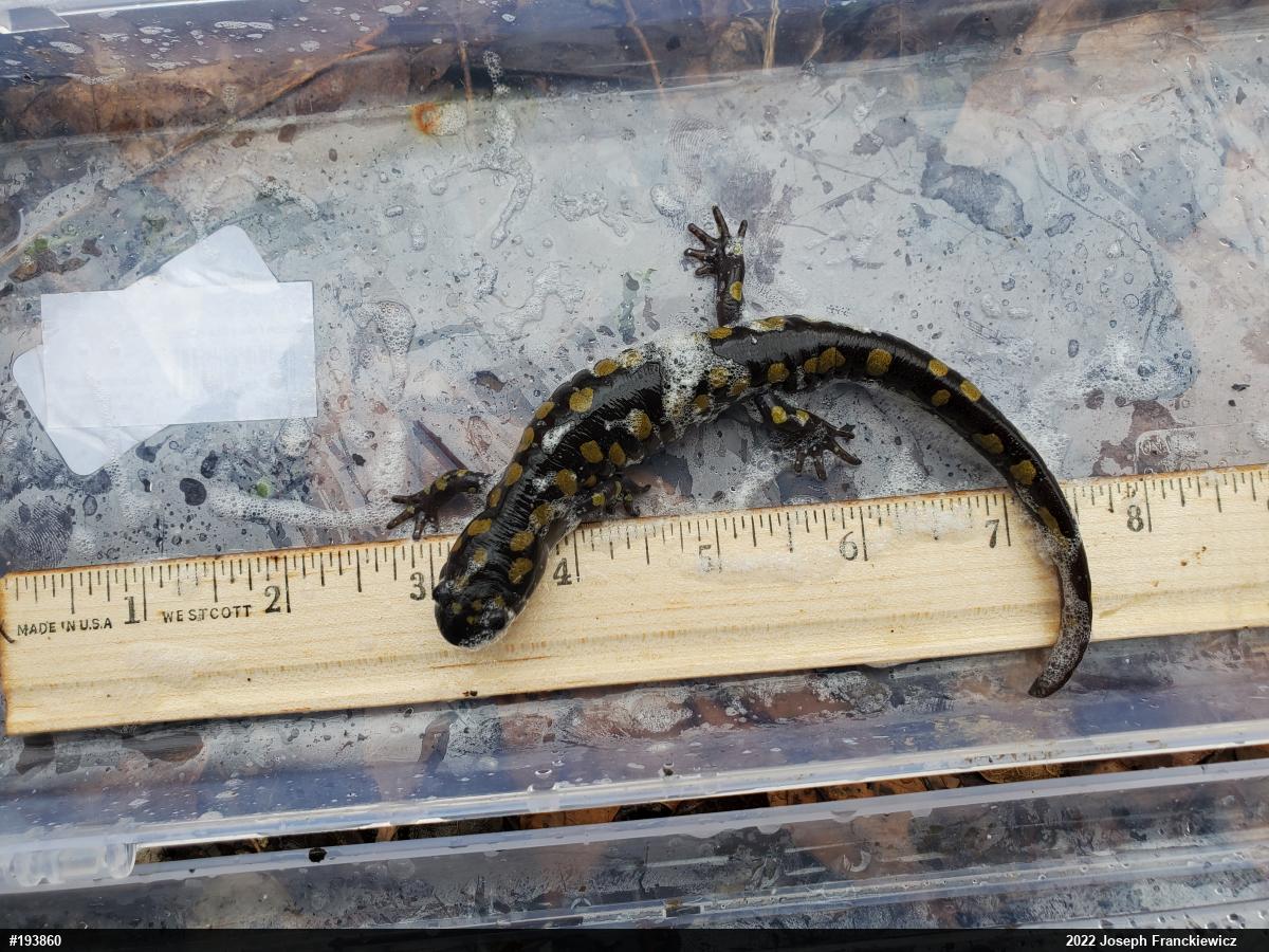 Spotted Salamander