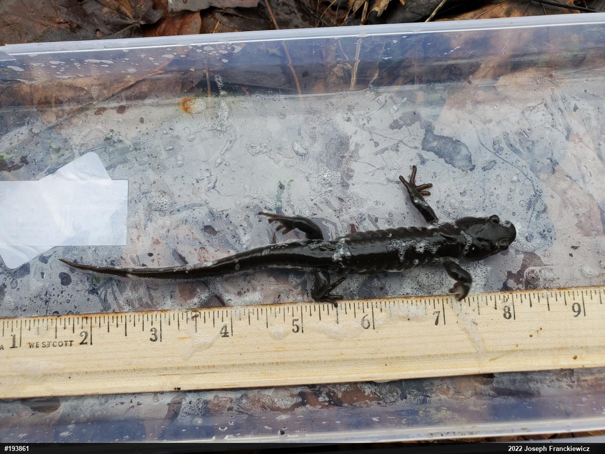 Jefferson Salamander