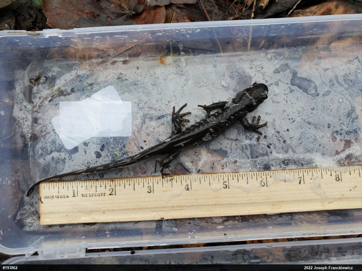 Jefferson Salamander