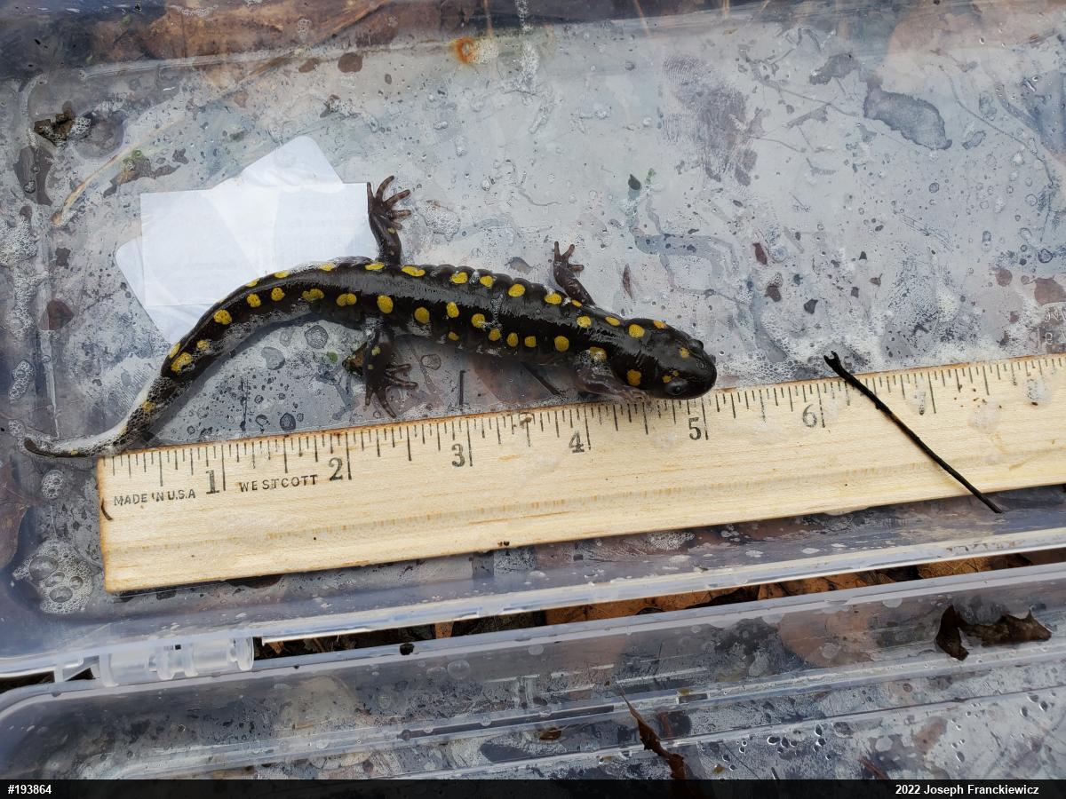Spotted Salamander