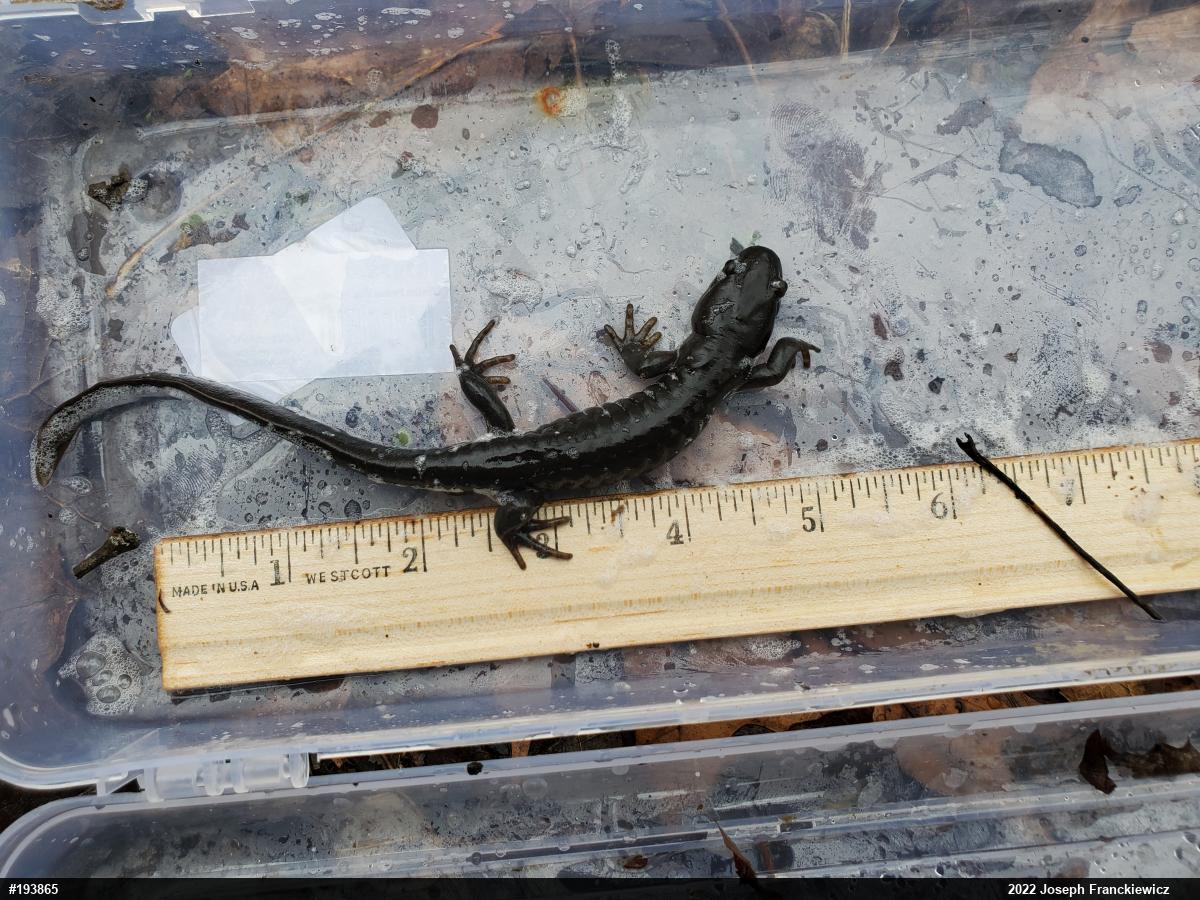 Jefferson Salamander