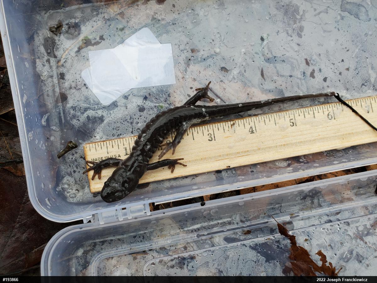 Jefferson Salamander