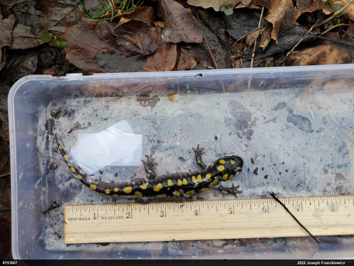 Spotted Salamander