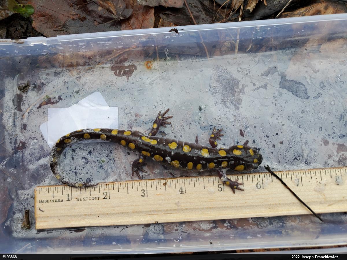 Spotted Salamander