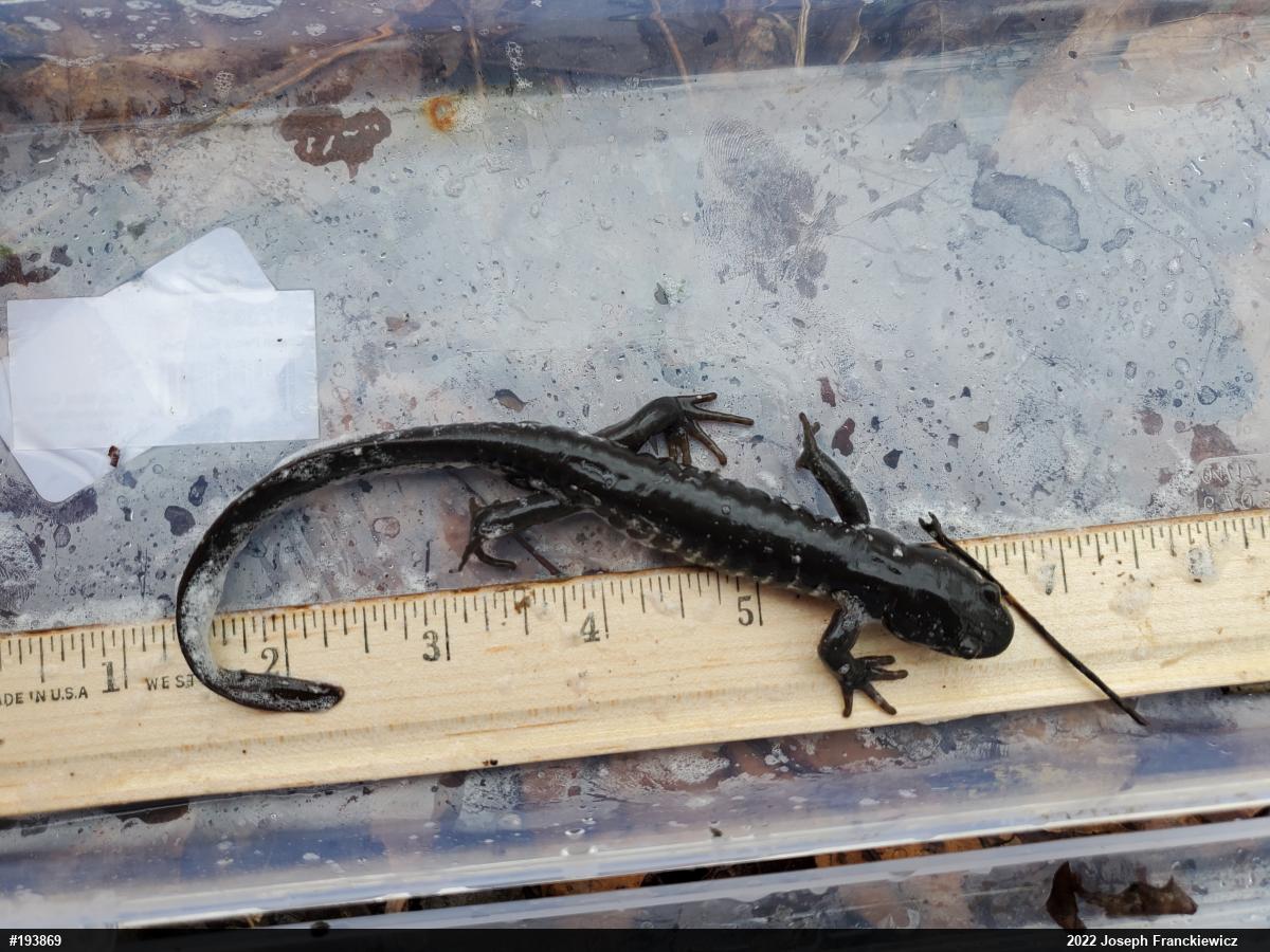 Jefferson Salamander