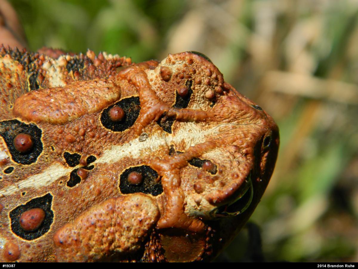 Eastern American Toad