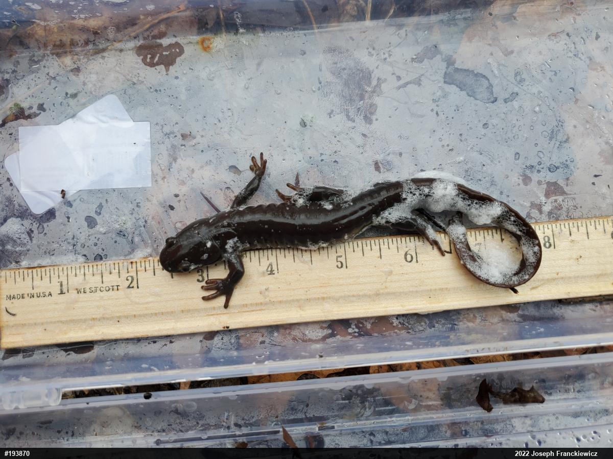 Jefferson Salamander