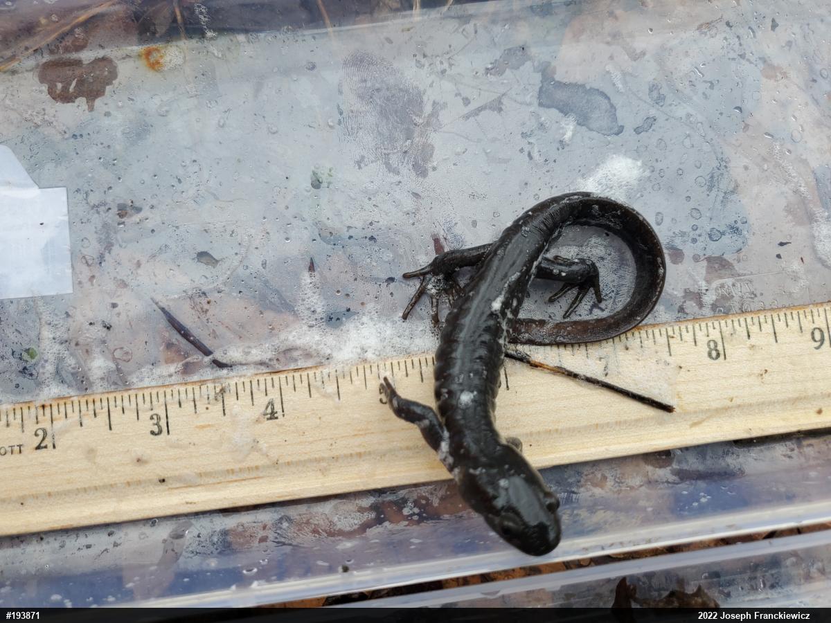Jefferson Salamander