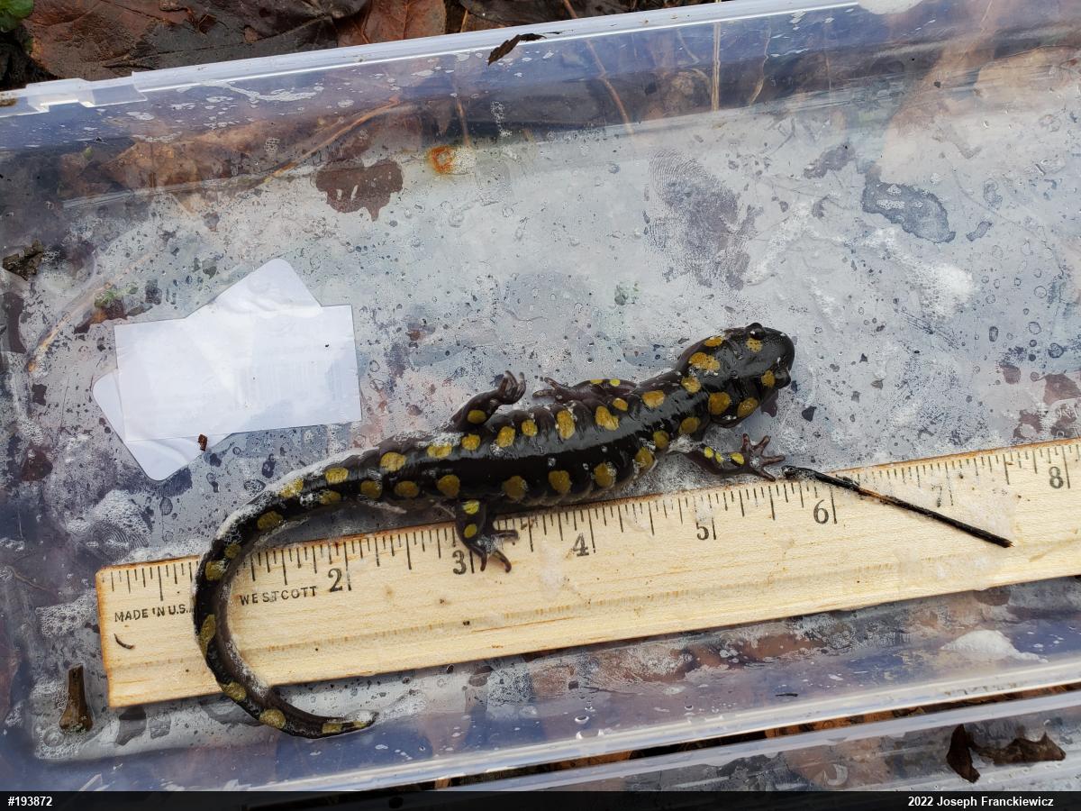 Spotted Salamander