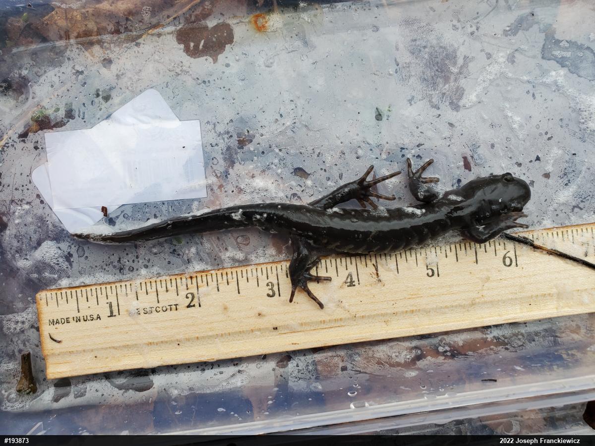 Jefferson Salamander